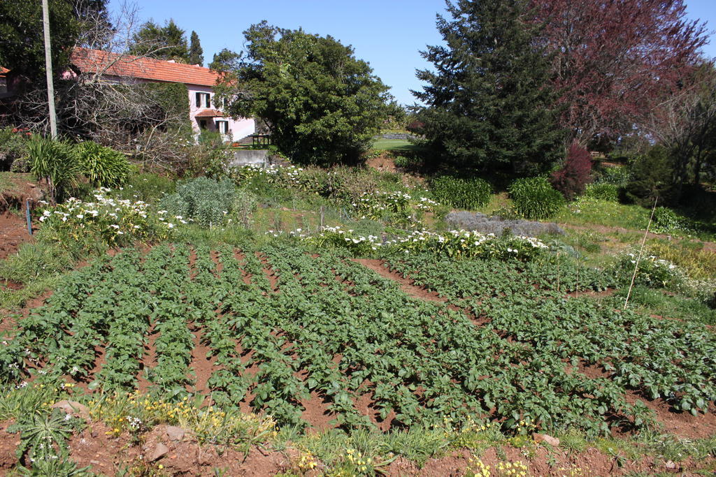 Quinta Das Faias Camacha  Kültér fotó